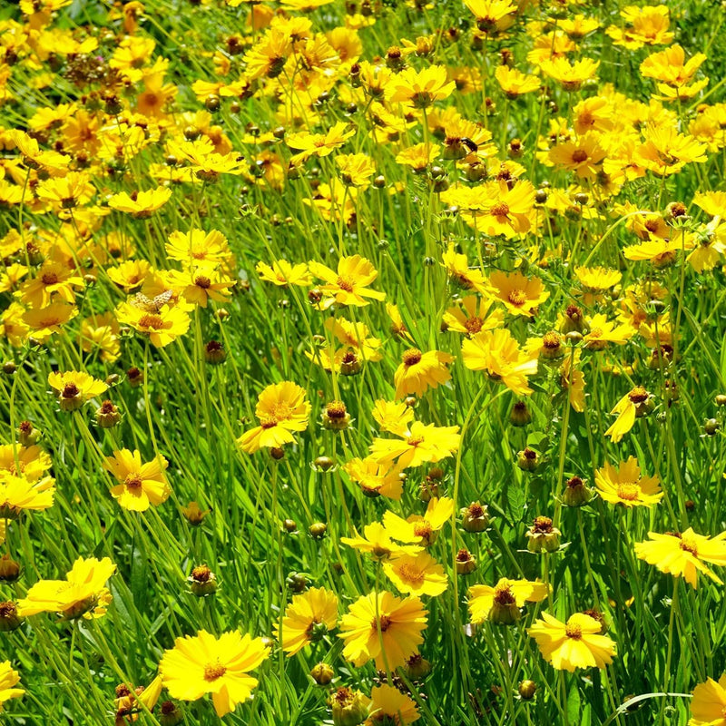 Heirloom Non-GMO Tickseed Flower Seeds for Planting – Vibrant Pollinator-Friendly Garden Blooms - Non-GMO for planting in home garden