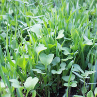 No-Till Cover Crop Seed Mix for Garden Beds, Raised Beds & Outdoor Growing
