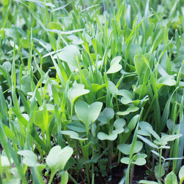 No-Till Cover Crop Seed Mix for Garden Beds, Raised Beds & Outdoor Growing