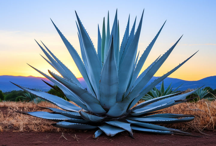 Mixed Agave Plant Seeds for Planting - 100 pcs
