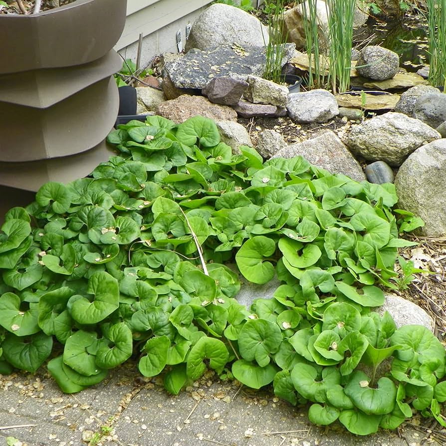 Canadian Wild Ginger Herb Seeds
