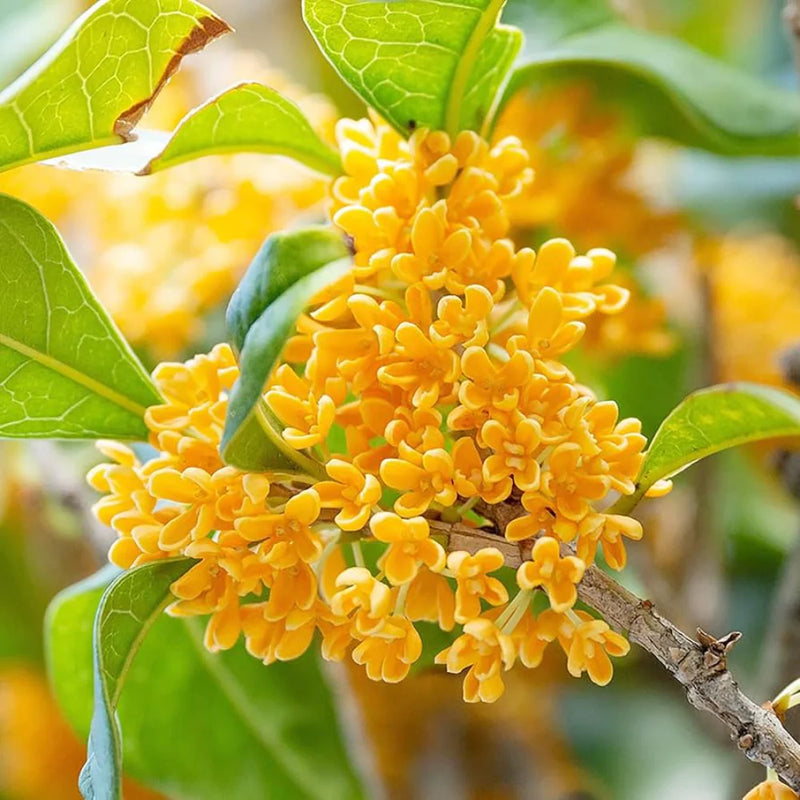 Heirloom Non-GMO Osmanthus Tree Flower Seeds for Planting – Fragrant Evergreen Blooms