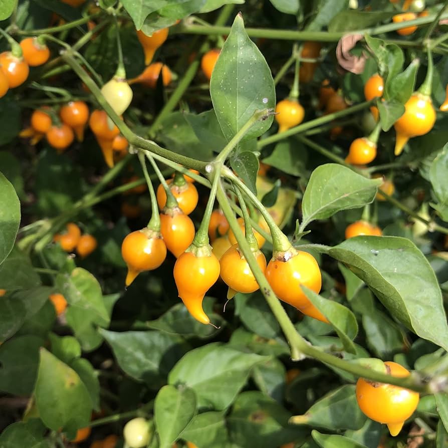 Biquinho Vegetable Seeds for Planting heirloom & Non-GMO Seeds