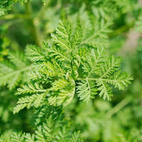 Green Annie Seeds ? Hardy Herb Plant-Heirloom & Non-GMO Seeds for planting ? Fresh Herb for Your Garden