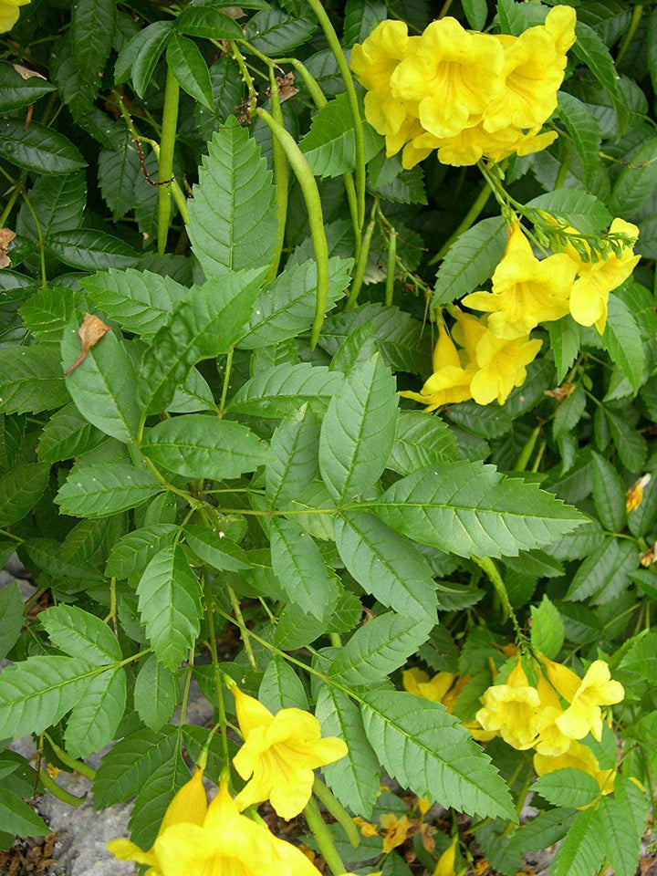 Yellow Alcea Ficifolia Flower Seeds for Planting - 100 pcs