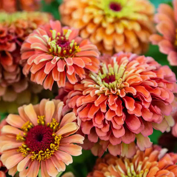 Lime Orange Zinnia Flower Seeds for Planting – Bright, Vibrant Blooms, Non-GMO, Heirloom Seeds