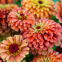 Lime Orange Zinnia Flower Seeds for Planting – Bright, Vibrant Blooms, Non-GMO, Heirloom Seeds