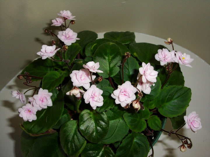 Organic Light Pink African Violet Flower Seeds for Planting ƒ?? Heirloom, Non-GMO