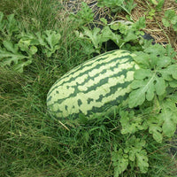 Carolina Cross Watermelon Fruit Seeds