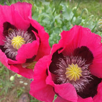 Colorful ornamental Summer Blaze flowers growing in a garden border.
