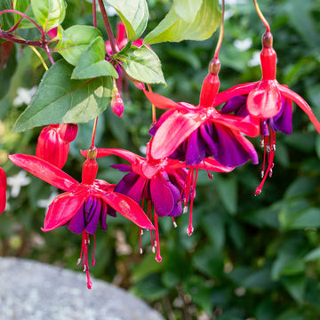 Double Petals Fuchsia Flower Seeds for Planting - NON GMO Seeds
