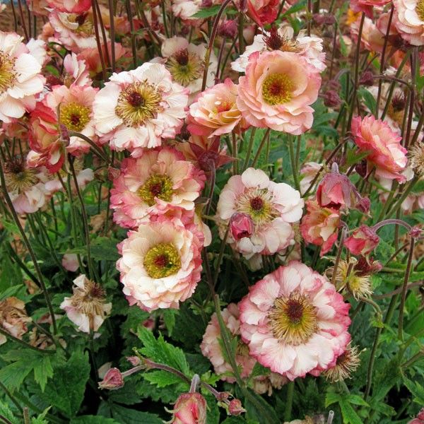 Geum Chiloense Flower Seeds – Heirloom Non-GMO Seeds for Vibrant Perennial Garden Planting