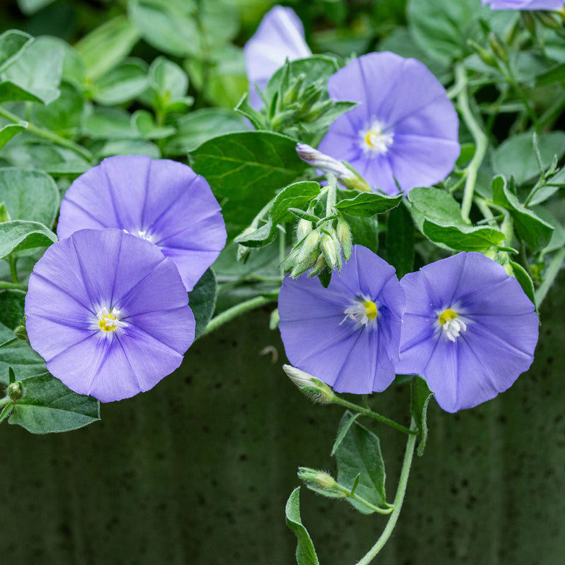 Convolvulus Flower Seeds – Heirloom Non-GMO Seeds for Colorful Ground Cover Garden Planting