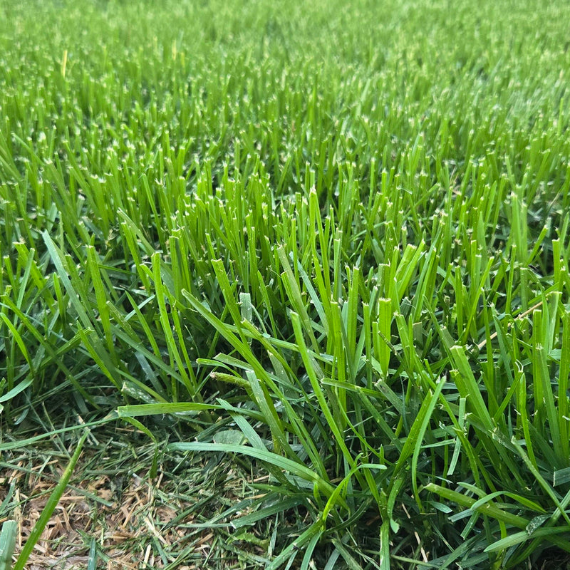Alberta Buffalo Grass (Bouteloua dactyloides) ? Drought-Tolerant, Low-Maintenance Lawn Solution