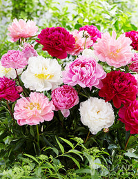 Mixed Peony perennial flowers with colorful blooms