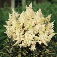 Heirloom Non-GMO Cream Astilbe Flower Seeds for Garden Planting – Elegant Blooms