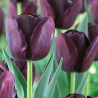 Heirloom Non-GMO Jackpot Tulip Bulbs for Planting – Vibrant Spring-Blooming Garden Flowers