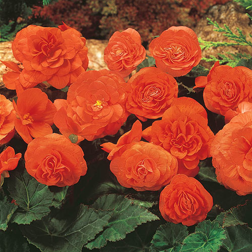 Orange Begonia Flower Seeds for Planting - NON GMO Seeds