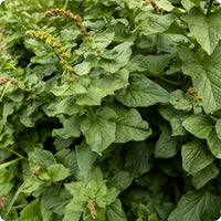 King Henry Seeds for Planting – Non-GMO Garden Variety