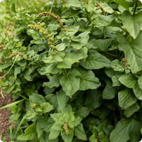 King Henry Garden Seeds for Planting – Natural Non-GMO Seeds