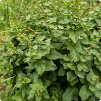 King Henry Seeds for Planting – Non-GMO Garden Variety