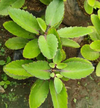 Bryophyllum Pinnatum Plant Seeds for Planting â€“ NON GMO Seeds