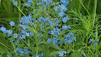 Blue Cynoglossum Amabile Flower Seeds for Planting - NON GMO Seeds