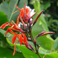Canna Tuerckheimii Herb Seeds