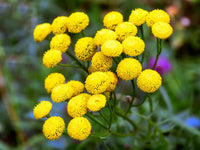Heirloom Tansy Flower Seeds for planting in home garden