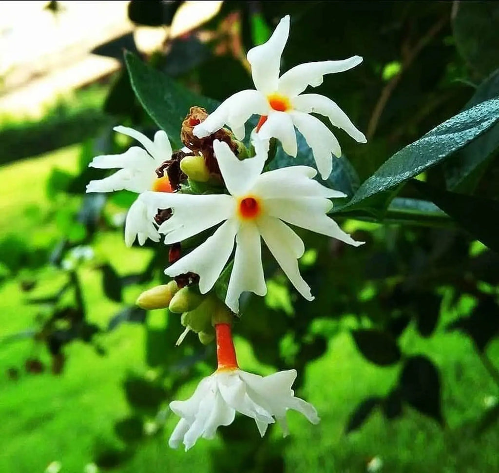 Coral Jasmine Flower Seeds for Planting - NON GMO Seeds