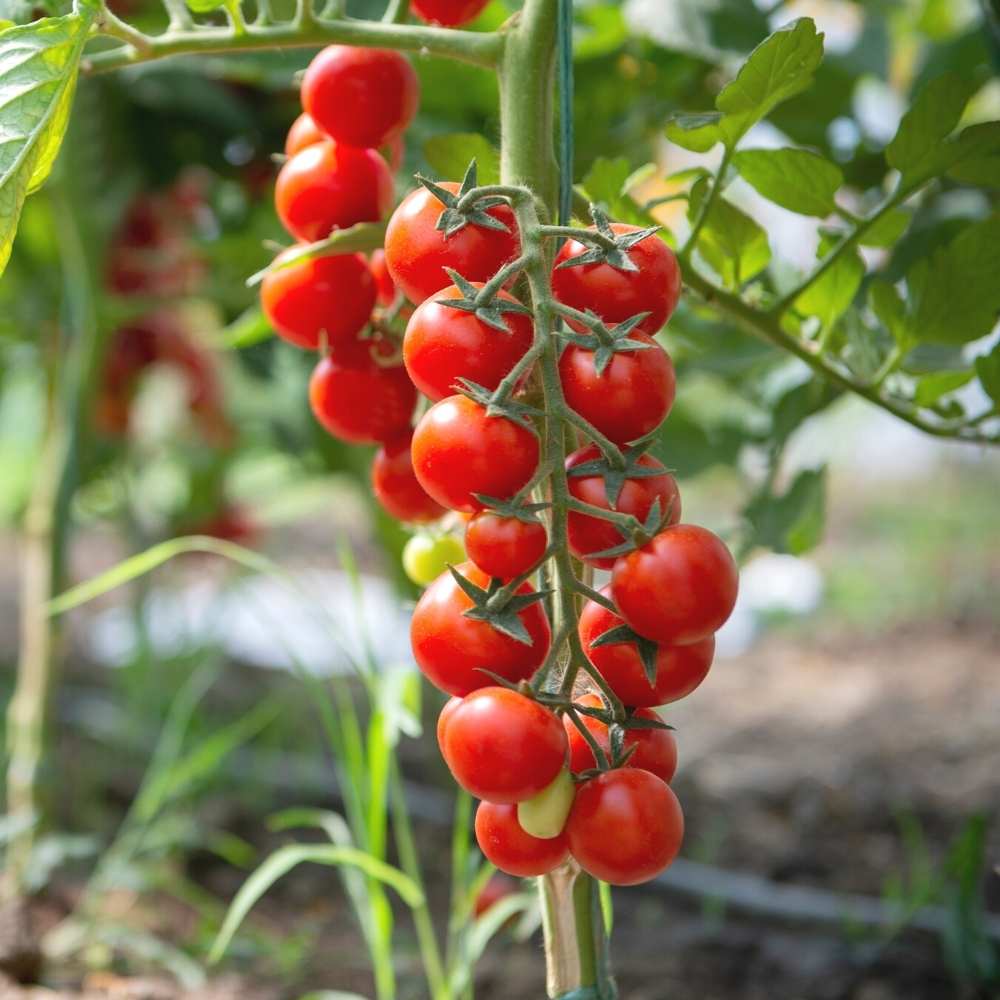 Birdie Rouge Red Cherry Tomato Seeds for Planting heirloom & Non-GMO Seeds