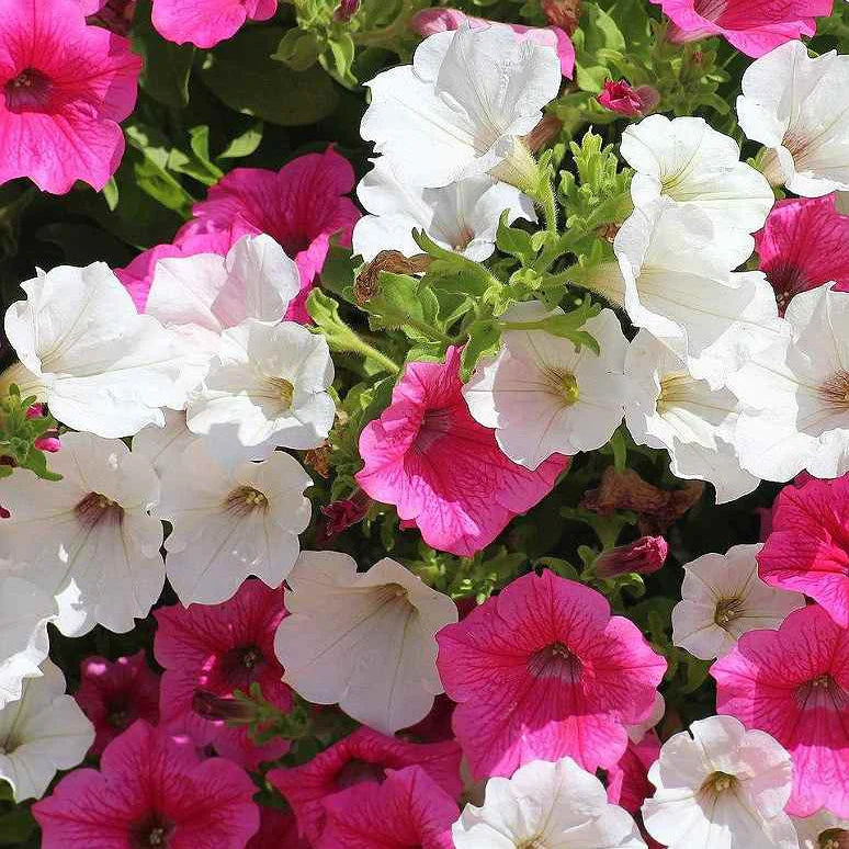 Pink & White Petunia Flower Seeds for Planting - Heirloom, NON-GMO, Easy to Grow Garden Blooms