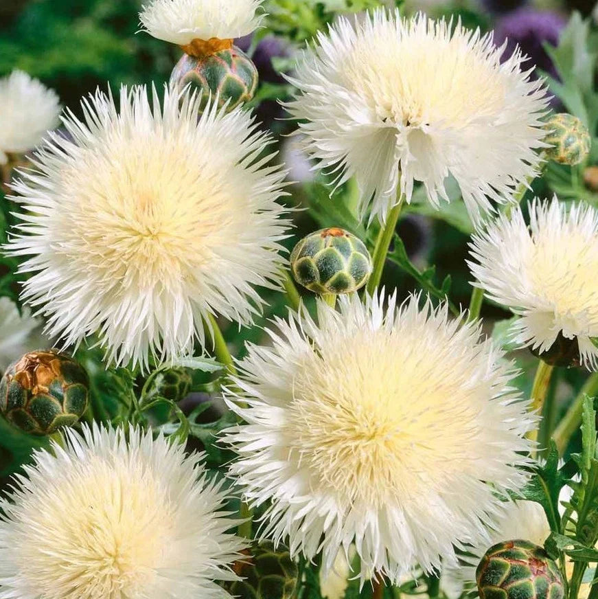 Centaurea Moschata Flower Seeds – Heirloom Non-GMO Seeds for Fragrant and Cottage Garden Planting