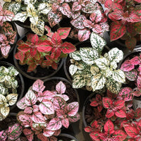 Pink Green Hypoestes Splash Flower Seeds for Planting - NON GMO Seeds