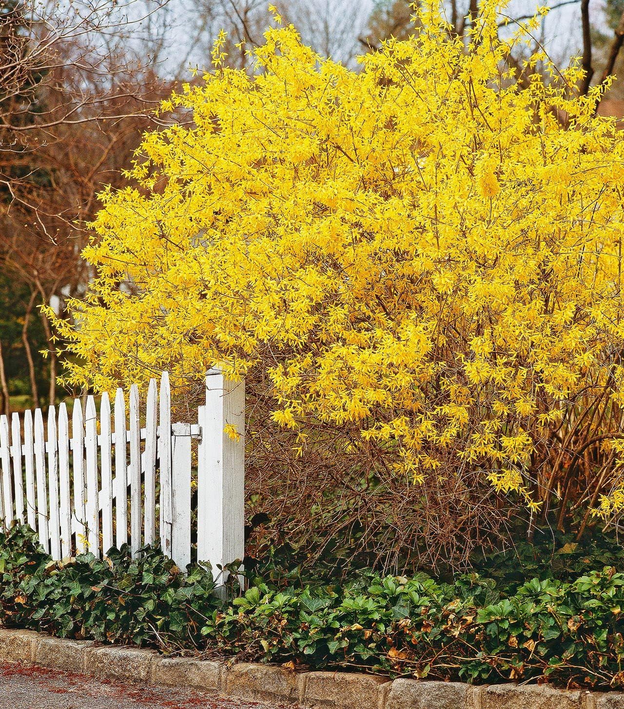 Heirloom Forsythia Hampshire Flower Seeds for Planting, Non-GMO - Forsythia for planting in home garden