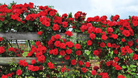 Red Pink Climbing Rose Plant Seeds for Planting Non-GMO Heirloom Garden Seeds for Home and Outdoor Growing