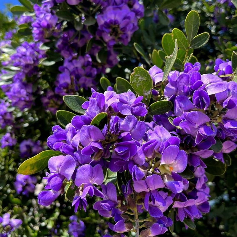 Heirloom Non-GMO Sophora Secundiflora Flower Seeds for Planting – Fragrant Blooms for Xeriscape Gardens