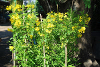 Yellow Flower Pot Plant Seeds for Planting - NON GMO Seeds for planting in home garden