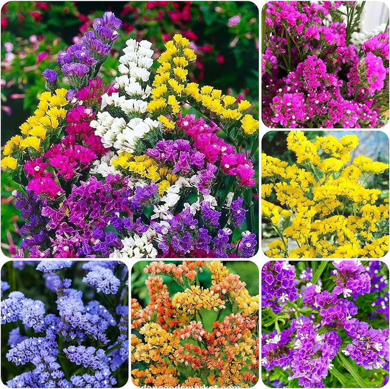 Limonium Flower Seeds Heirloom Non GMO Planting - 100 pcs