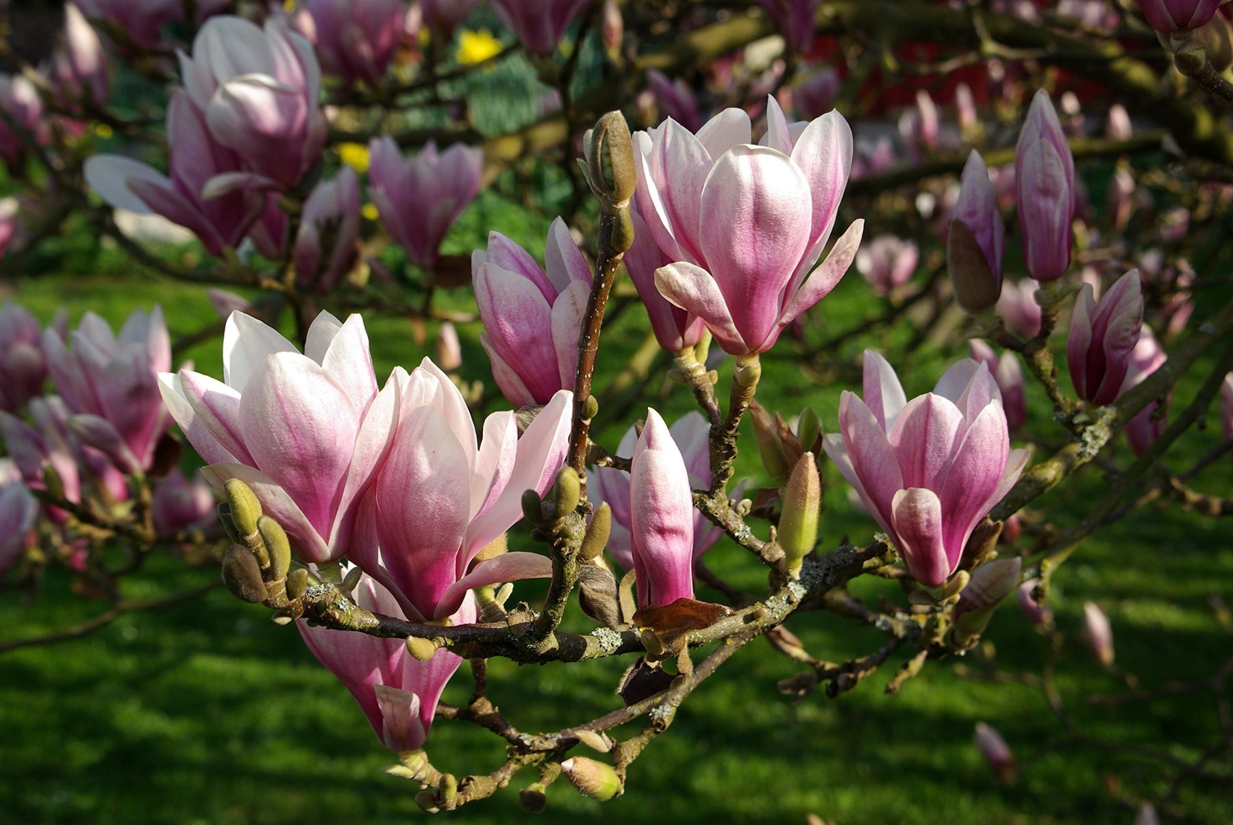 Light Pink Yulan Flower Seeds for Planting - NON GMO Seeds