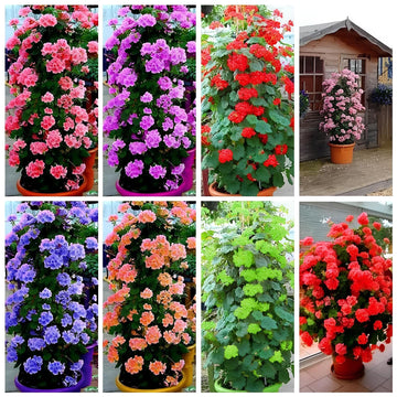 Mixed Climbing Geranium Flower Seeds