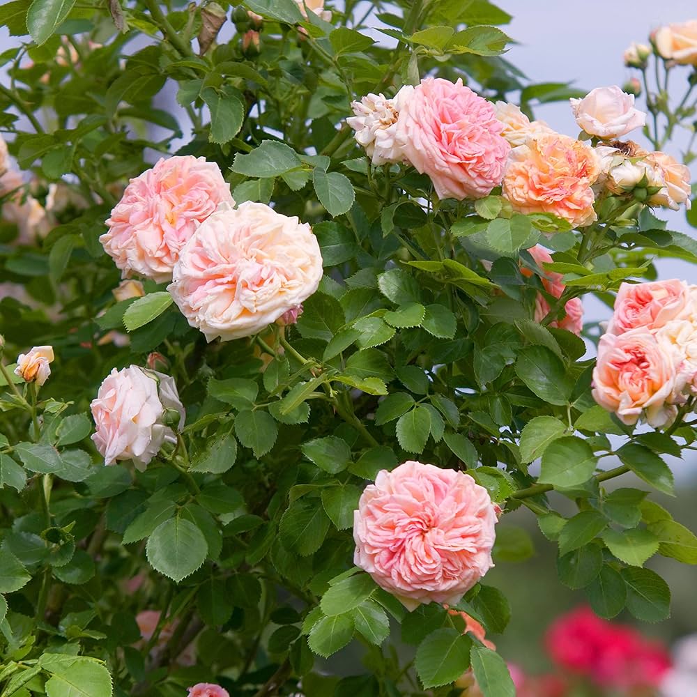 Pink Climbing Roses Plant Seeds - Non-GMO Heirloom Garden Seeds for Planting Beautiful Blooms