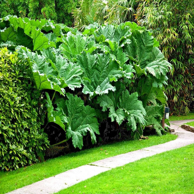 Giant Gunnera Manicata Plant Seeds for Planting NON GMO Seeds