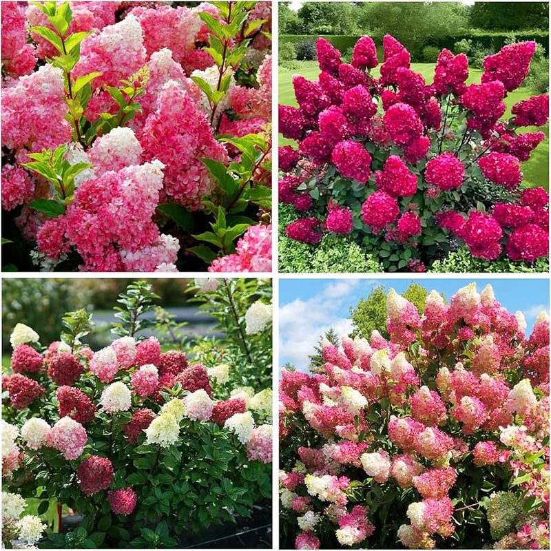 Organic Heirloom Non-GMO Pink Vanilla Fraise Seeds for Planting – Garden Blooms