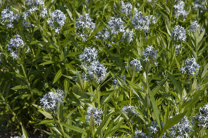 Amsonia Hubrichtii Flower Seeds for Planting ,Heirloom Seeds -100 pcs