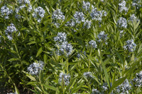 Amsonia Hubrichtii Flower Seeds for Planting ,Heirloom Seeds -100 pcs