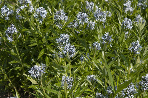 Amsonia Hubrichtii Flower Seeds for Planting ,Heirloom Seeds -100 pcs