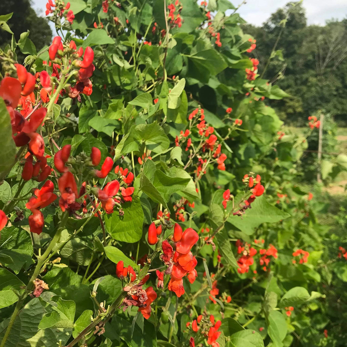 Bean Hestia Flower Seeds – Heirloom Non-GMO Seeds for Compact and Edible Ornamental Garden Planting