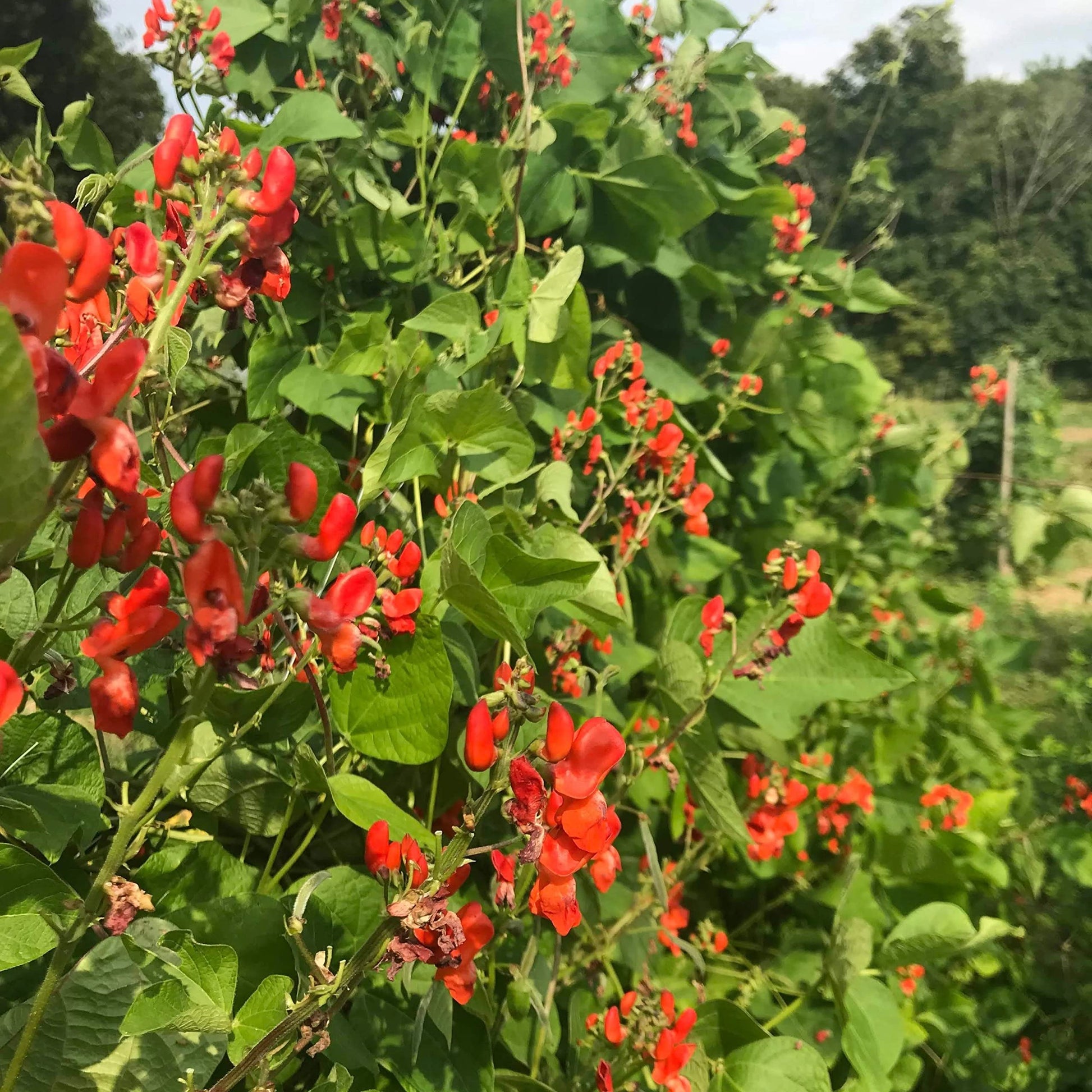 Bean Hestia Flower Seeds – Heirloom Non-GMO Seeds for Compact and Edible Ornamental Garden Planting