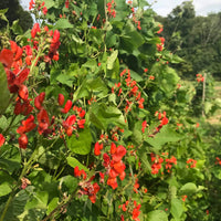 Bean Hestia Flower Seeds – Heirloom Non-GMO Seeds for Compact and Edible Ornamental Garden Planting